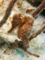 Long Snout Seahorse IMG 6103